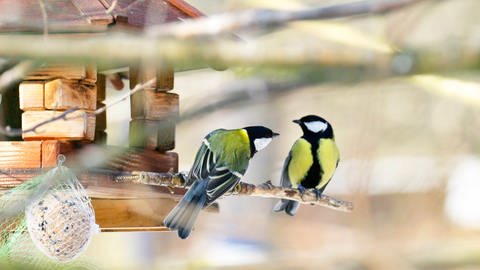Zwei Kohlmeisen am Futterhaus: Manche Vogelarten verfügen über eine eigene Grammatik und haben verschiedene Wörter zur Auswahl (Foto: IMAGO, IMAGO / blickwinkel)