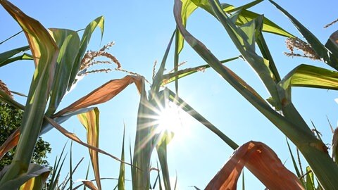 Die Sonne scheint auf ein Maisfeld (Foto: IMAGO, /Petra Schneider)