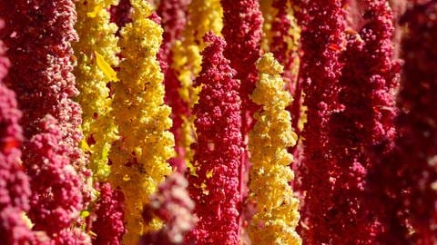 Rispen von reifem Quinoa (Foto: IMAGO, imago / imagebroker)