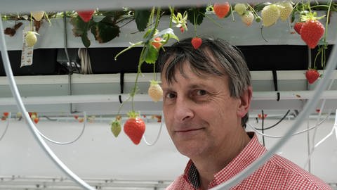 Frank Kempkes, Uni Wageningen: Die Erdbeeren im Forschungsgewächshaus wachsen in Kopfhöhe, um die Ernte zu erleichtern (Foto: SWR, (c) Max Rauner)