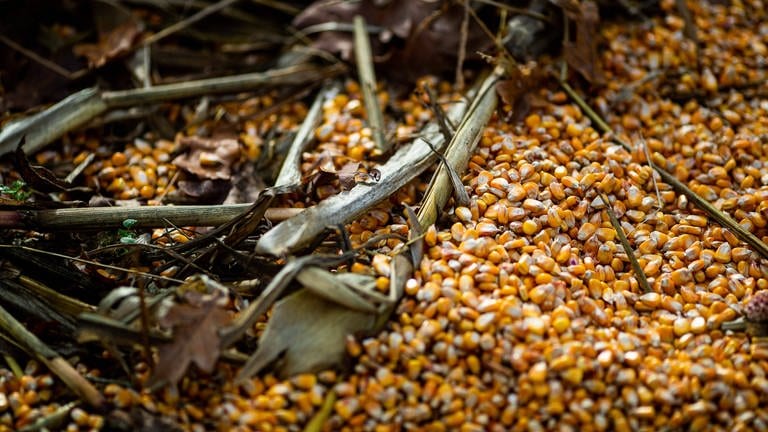 Aufnahmen von geernteten Maiskörnern, die auf dem Boden verteilt liegen. (Foto: IMAGO, gibt keine)