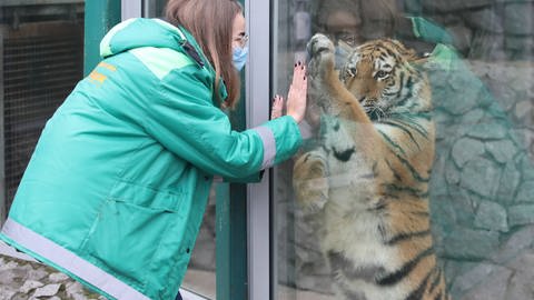 Sibirischer Tiger im Zoo von St. Petersburg (Russland)