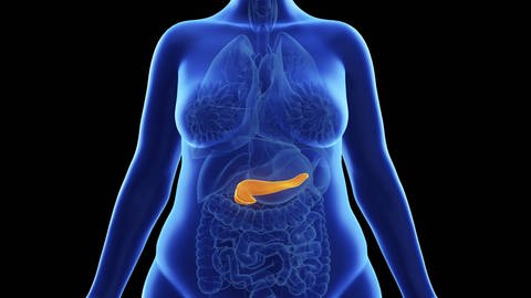 Illustration: Frauensilhouette mit eingezeichneten inneren Organen. Die Bauchspeicheldrüse ist farblich markiert. (Foto: IMAGO, IMAGO / Science Photo Library)
