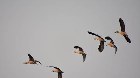 Zugvögel fliegen (Foto: IMAGO, IMAGO / Pacific Press Agency)