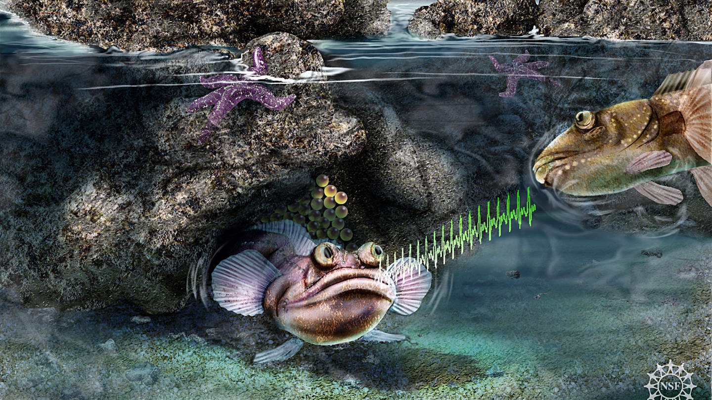 Fische wie der Bottsmannfisch können mit Lauten kommunizieren. (Foto: dpa Bildfunk, dpa/Nicolle Rager Fuller/NSF)