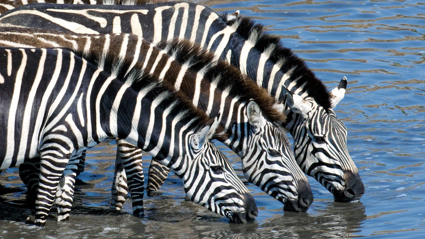 Drei Zebras trinken nebeneinander (Foto: IMAGO, IMAGO / All Canada Photos)