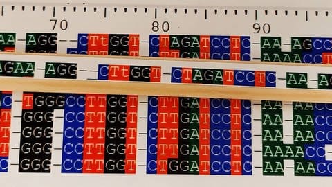 Ausschnitt von DNA-Sequenzen, die für eine Artbestimmung verglichen werden (Foto: IMAGO, xblickwinkel/M.xHenningx)