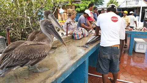 Galapagos-Braunpelikane warten auf Fischabfaelle am Fischmarkt, Ecuador.