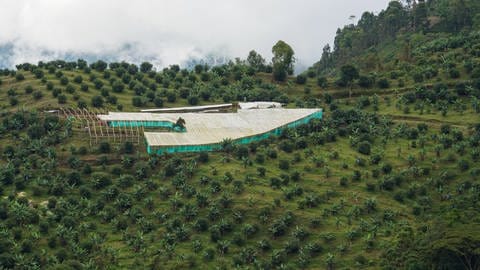 Avocadoanbau in Quindio