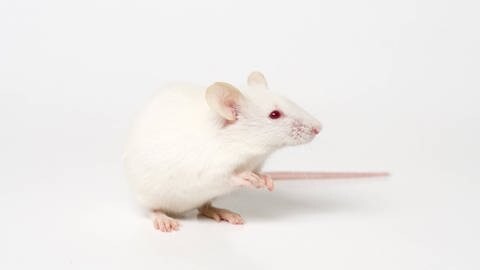 Männliche Mäuse verloren durch die neue Methode zu 99 Prozent vorübergehend ihre Zeugungsfähigkeit. (Foto: IMAGO,  imago images / Nature Picture Library)