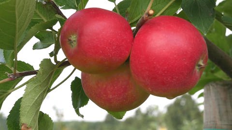 Früchte der allergikerfreundlichen Apfelsorte 'ZIN 168'.  (Foto: Pressestelle, Foto: Hochschule Osnabrück)