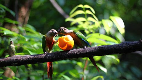 Zwei Papageienvögel naschen an einer Orange. (Foto: IMAGO,  imago images/YAY Images)