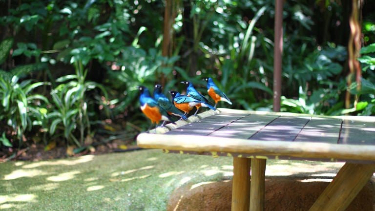 Die buntesten Vögel gibt es tropischen Regionen. (Foto: IMAGO, imago images/YAY Images)
