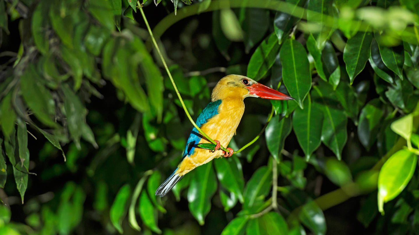 Die buntesten Vögel gibt es tropischen Regionen. (Foto: IMAGO, imago)