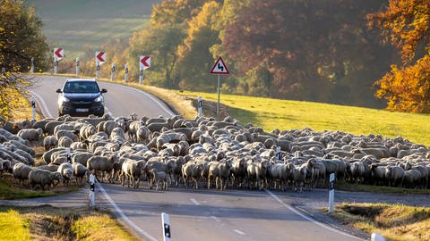 Eine Schafherde überquert eine Landstraße bei Hohenstadt auf der Schwäbischen Alb (Foto: IMAGO, IMAGO / Arnulf Hettrich)