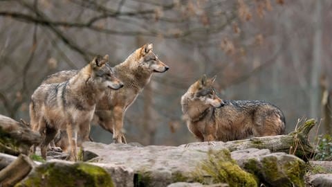 Ein Wolfsrudel des europäischen Wolf Canis lupus steht auf einem Felsen