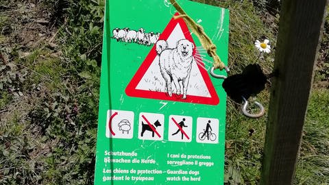 Ein grünes Schild warnt: Ab hier arbeiten Herdenschutzhunde! Wanderer sollen langsam gehen, Radfahrer absteigen. Und wenn der Hund kommt: ruhig bleiben, abwarten, bis er die Situation eingeschätzt hat (Foto: SWR, Pascal Fournier)