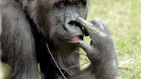 Flachlandgorilla (Gorilla gorilla gorilla) beim Nasebohren (Foto: IMAGO, imago stock&people)