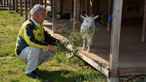 Toshikazu Sato bleibt bei jedem Wetter draußen, schneidet auf dem Feld und dem kleinen Wäldchen hinter dem Heim Futter für seine Tiere und mistet ihre Ställe aus: Vier bis fünf Stunden täglich ist er damit beschäftigt, sagt der inzwischen 81-Jährige (Foto: SWR, Martin Fritz)