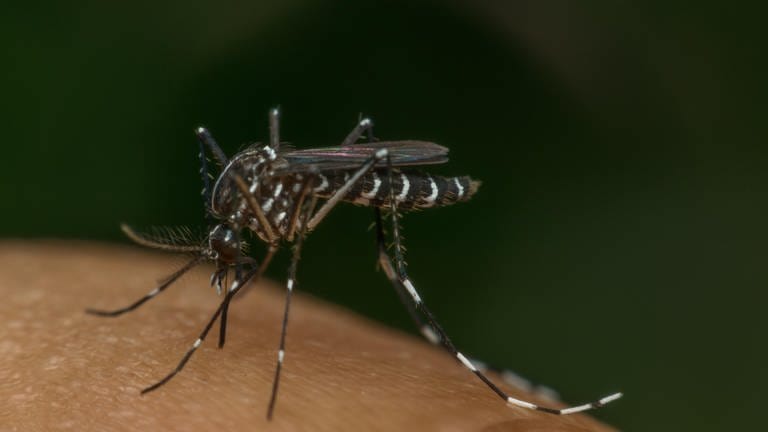 Mücke (Aedes aegypti) saugt Blut auf menschlicher Haut