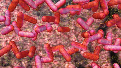 Das Mikrobiom kann durch Antibiotika aus dem Gleichgewicht geraten. Probiotika könnten dabei helfen, das ursprüngliche Gleichgewicht wieder herzustellen.  (Foto: IMAGO, imago/CHROMORANGE)