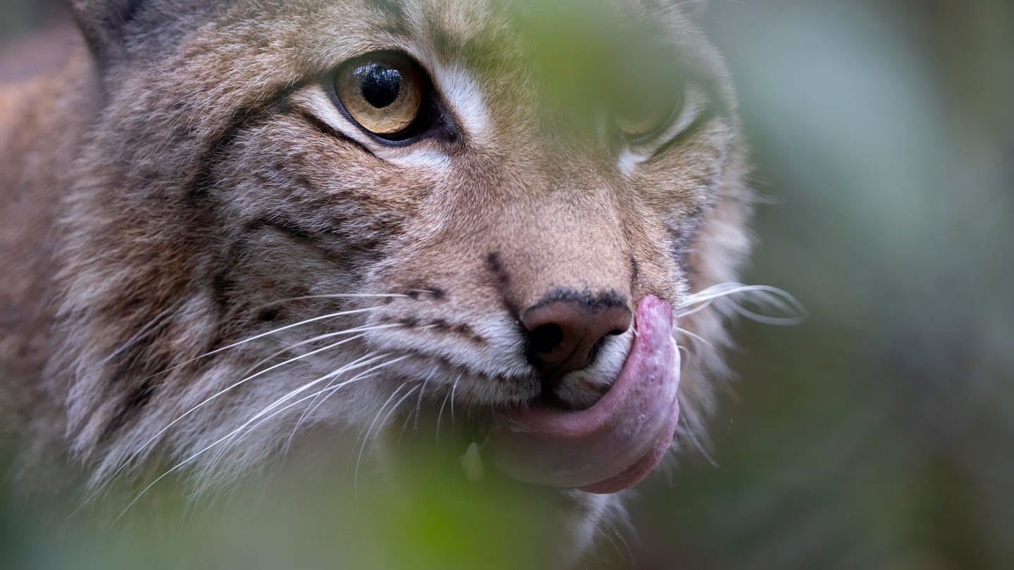 Luchs (Foto: picture-alliance / Reportdienste, picture alliance / Zoonar | Ralf Weise)