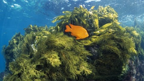 Garibaldi-Fisch schwimmt im Seetang. (Foto: IMAGO, IMAGO / oceans-image)