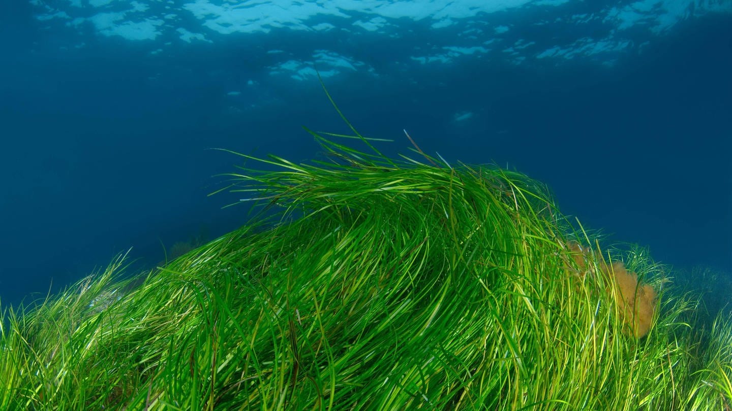 Aufnahme unterwasser: Grüne Seegrashalme bewegen sich im flachen Meer. (Foto: IMAGO, IMAGO / imagebroker)
