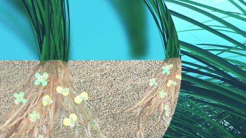 Animation: Seegras bindet an seinen Wurzeln Kohlenstoff in Form von Zucker. (Foto: SWR, SWR/Florian Guthknecht)