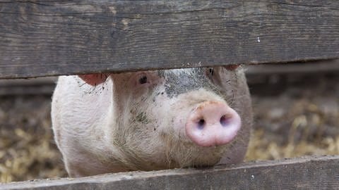 Schweine können Viren übertragen.