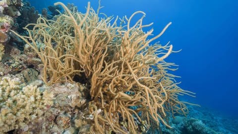 Die Korallenart: Rumphella aggregata (Foto: IMAGO, /imagebroker)