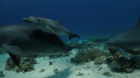Delfinmutter und ihr Jungtier im Wasser (Foto: Pressestelle, Angela Ziltener)