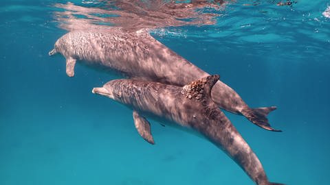 Delfine mit einer Hautkrankheit, die durch Korallen behandelt werden kann. (Foto: Pressestelle, Angela Ziltener)