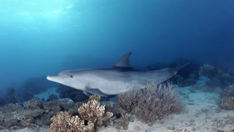 Delfin kratzt sich an Koralle im Meer (Foto: IMAGO, /imagebroker)