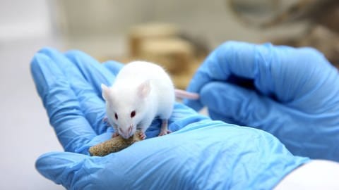 Maus für Versuchszwecke im Labor, die etwas isst. Symboldbild. Die Forschenden vom MPI untersuchten anhand von Tierexperimenten, durch welche Hirnzellen Appetitlosigkeit im Gehirn ausgelöst wird. (Foto: IMAGO, Jochen Tack)