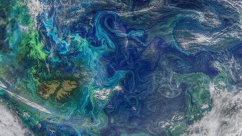 Draufsicht: Phytoplanktonteppich auf Meeresoberfläche (Foto: IMAGO, Imago/Cover-Images)