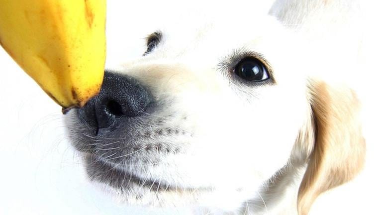 Hunde interessieren sich nicht für Bananen. Daher nehmen sie deren Duft auch nicht besonders gut wahr. (Foto: picture-alliance / dpa, picture-alliance / dpa -)