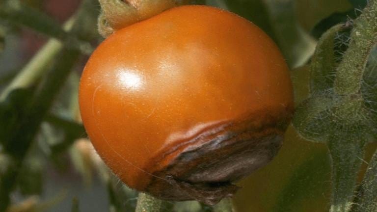 Calciummangel erzeugt bei der Tomate schwarze Flecken (Foto: picture-alliance / dpa, picture-alliance / dpa -)