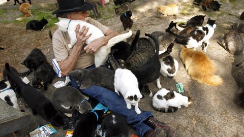 Animal hoarding Katzen (Foto: IMAGO, imago images / ZUMA Press)