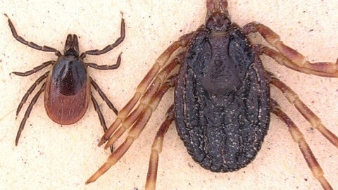 Zecken im Größenvergleich: Gemeiner Holzbock (links) und Hyalomma marginatum (rechts) (Foto: dpa Bildfunk, Foto: Lidia Chitimia-Dobler/Institut für Mikrobiologie der Bundeswehr/dpa -)