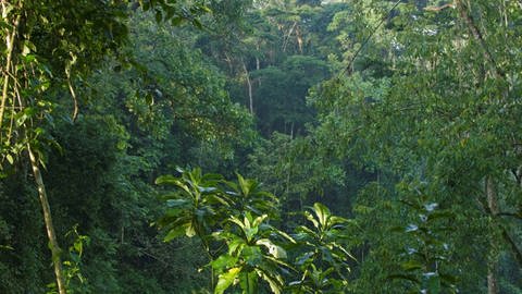 Tropischer Regenwald in West-Uganda (Foto: picture-alliance / Reportdienste,  / WILDLIFE | WILDLIFE/S.Eszterhas)
