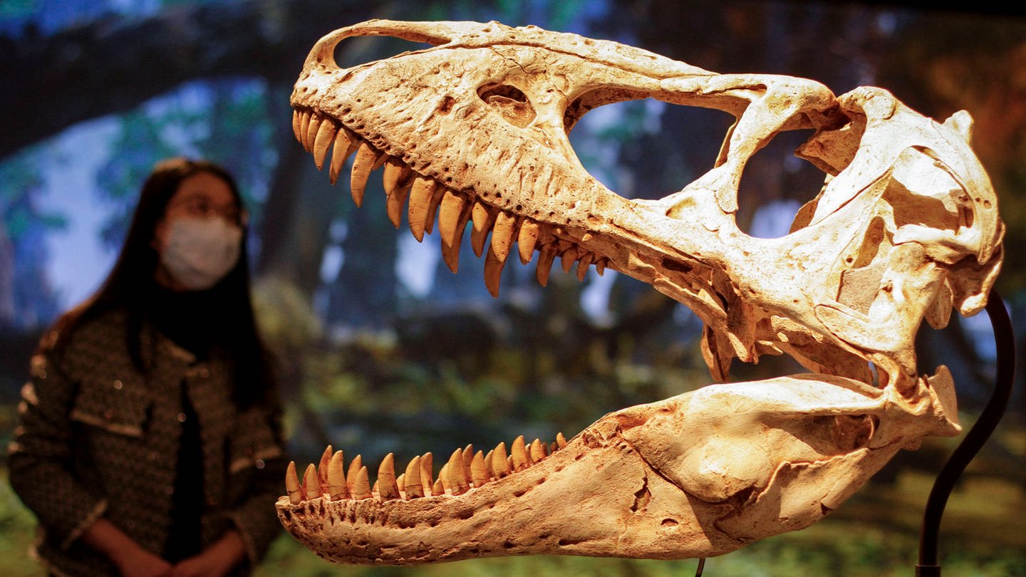 Schädel eines Tyrannosaurus Rex (Foto: IMAGO, IMAGO / Xinhua)