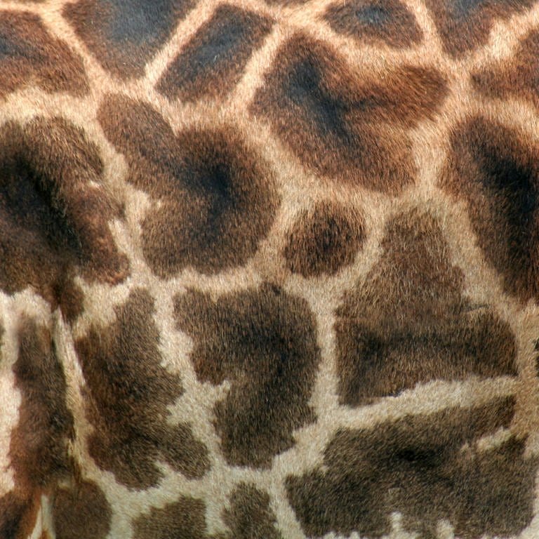 Nahaufnahme der Fellmusterung einer Giraffe.