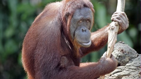 Auch Menschenaffen, wie dieser Orang Utan, nutzen Werkzeuge.  (Foto: IMAGO, imago/imagebroker)