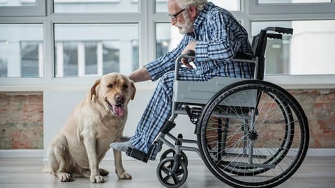 Mann im Rollstuhl streichelt ein Labrador, der die Zunge rausstreckt