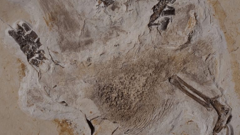 Fossil Ubirajara jubatus aus Brasilien  (Foto: dpa Bildfunk, picture alliance/dpa/Staatliches Museum für Naturkunde Karlsruhe)