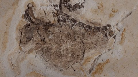 Fossil von „Ubirajara jubatus" Dinosaurier aus Brasilien.  (Foto: dpa Bildfunk, picture alliance/dpa/Staatliches Museum für Naturkunde Karlsruhe)