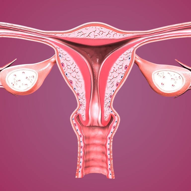 Illustration einer gesunden Gebärmutter. (Foto: IMAGO, IMAGO / agefotostock)