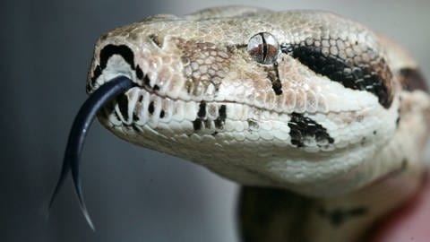 Gespaltene Zunge einer Schlange