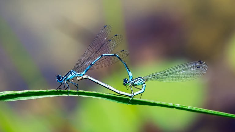 Zwei Libellen auf einem Blatt (Foto: IMAGO, IMAGO / Panthermedia)